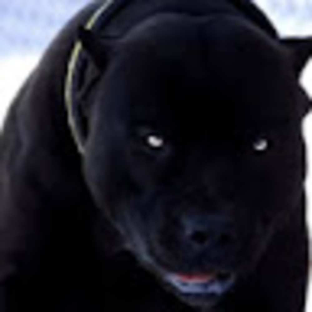 Meet your Posher, Bill